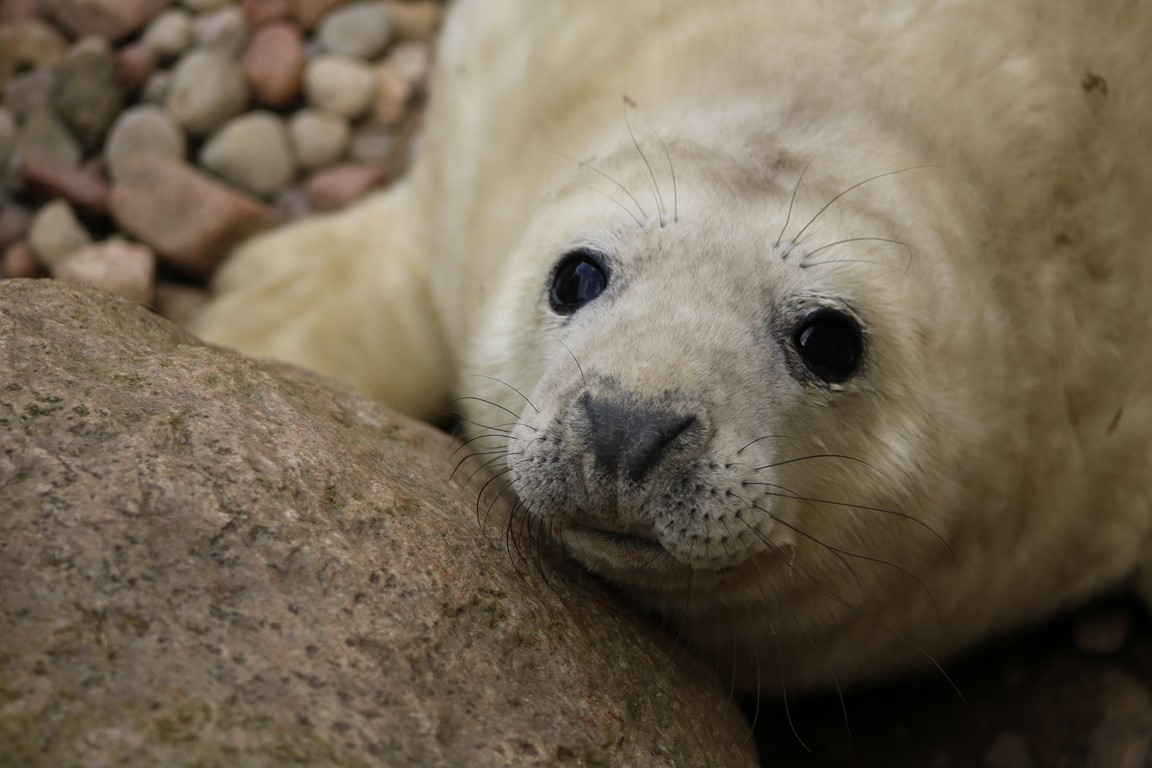 Ratowanie fok bałtyckich